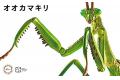 FUJIMI 170824 自由研究系列.生物篇--#023 大刀螳螂/綠色(免膠水黏合) BIG MANTIS