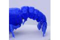 FUJIMI 170879 自由研究.生物篇--#24.EX-1 小龍蝦(藍色)/免膠水黏合 CRAYFISH(BLUE)