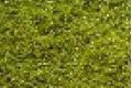M-BOX ass-110 橄欖綠色樹粉  OLIVE GREEN TREE POWDER