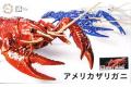 FUJIMI 171050 自由研究.生物篇--#24.EX-4 小龍蝦(透明紅色)/免膠水黏合 CRAYFISH(CLEAR RED)