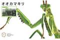 FUJIMI 171067 自由研究系列.生物篇--#023.EX-2 大刀螳螂/透明綠色(免膠水黏...