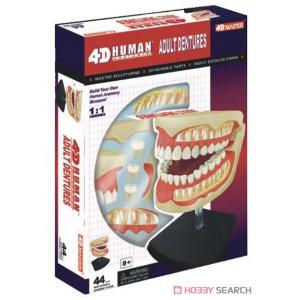 AOSHIMA 108666 1/1 4D視覺--人體#24 口腔牙齒解剖/塗裝完成品