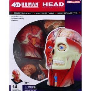 AOSHIMA 108673 4D視覺--人體#11 頭部斷面解剖/塗裝完成品
