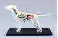 AOSHIMA 108635 4D視覺--動物#12 解剖犬隻/塗裝完成品