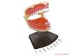 AOSHIMA 108666 1/1 4D視覺--人體#24 口腔牙齒解剖/塗裝完成品