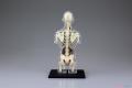 AOSHIMA 107157 4D視覺--人體#14 軀幹解剖/塗裝完成品
