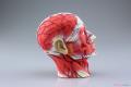AOSHIMA 108673 4D視覺--人體#11 頭部斷面解剖/塗裝完成品
