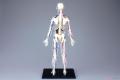 AOSHIMA 104828  4D視覺--人體#20 人體全身解剖/塗裝完成品
